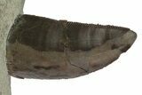 Serrated, Allosaurus Tooth On Sandstone - Colorado #173067-3